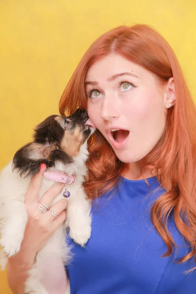 Sarı arka planda köpek yavrusu kucaklayan rahat kızıl saçlı kız. Beyaz çekici kadın köpek ile ürpertici Stüdyo portresi.
