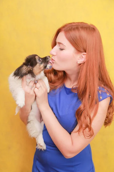放松的红头发的女孩拥抱在黄色背景的小狗。工作室肖像的白色有吸引力的女人与狗寒心. — 图库照片