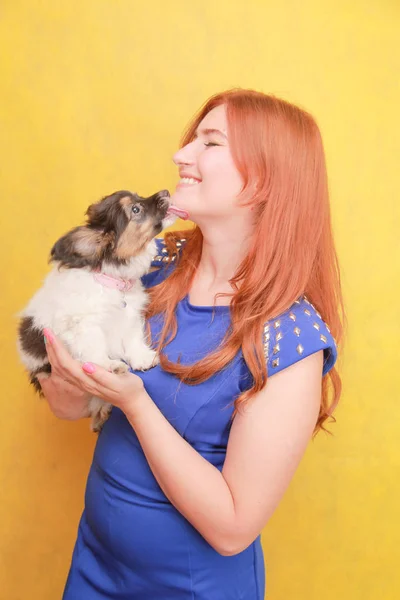 Fille rousse détendue embrassant chiot sur fond jaune. Portrait studio d'une femme blanche séduisante qui se refroidit avec un chien . — Photo