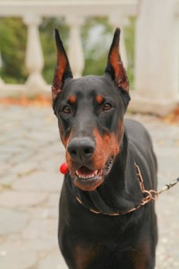 güzel yerli siyah kahverengi dobermann açık kafa atış