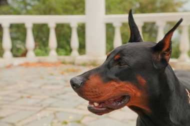 güzel yerli siyah kahverengi dobermann açık kafa atış
