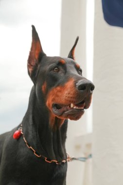 güzel yerli siyah kahverengi dobermann açık kafa atış