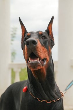 güzel yerli siyah kahverengi dobermann açık kafa atış