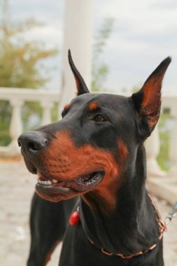 güzel yerli siyah kahverengi dobermann açık kafa atış