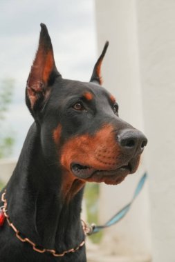güzel yerli siyah kahverengi dobermann açık kafa atış