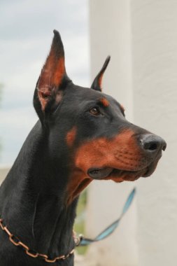 güzel yerli siyah kahverengi dobermann açık kafa atış