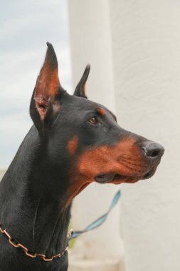 güzel yerli siyah kahverengi dobermann açık kafa atış