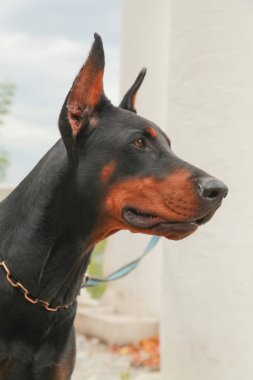 güzel yerli siyah kahverengi dobermann açık kafa atış