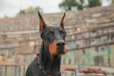 güzel yerli siyah kahverengi dobermann açık kafa atış