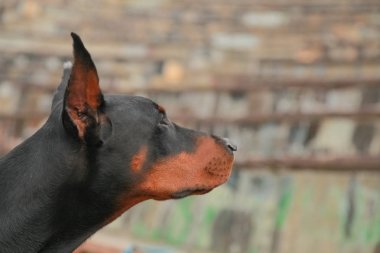 güzel yerli siyah kahverengi dobermann açık kafa atış