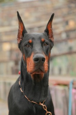 güzel yerli siyah kahverengi dobermann açık kafa atış