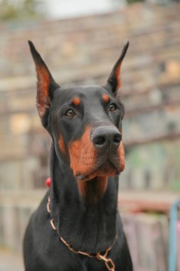 güzel yerli siyah kahverengi dobermann açık kafa atış