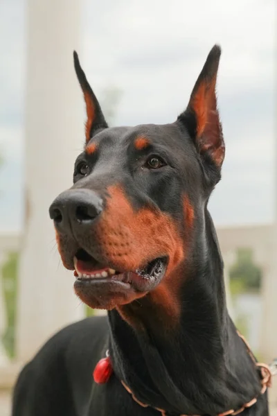 Schöne inländische schwarz braun Dobermann Outdoor Kopfschuss — Stockfoto