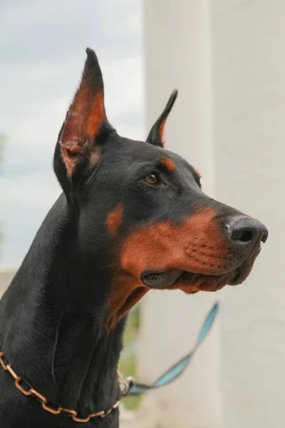 Hermoso doméstico negro marrón dobermann al aire libre tiro en la cabeza — Foto de Stock