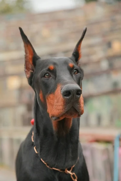 Bela doméstica preto marrom dobermann ao ar livre cabeça tiro — Fotografia de Stock