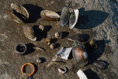 Çok kirli plaj yakın kabukları ve çöp ve ölü balık