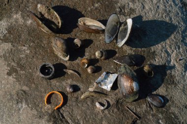 Çok kirli plaj yakın kabukları ve çöp ve ölü balık