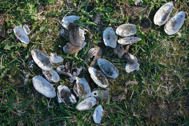 eski ölü kabukları kimse ile deniz kıyısında yalan