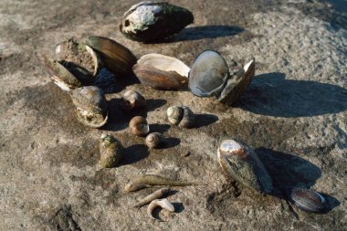 eski ölü kabukları kimse ile deniz kıyısında yalan