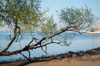 kimse ile su yakınında güzel bir ağaç. doğa bahçe.