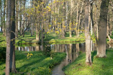 kimse ile su yakınında güzel bir ağaç. doğa bahçe.