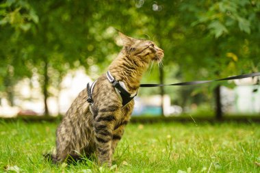 Tasma ve koşum yeşil çim üzerinde şehir parkında yürüyüş güzel gri maine rakon kedi