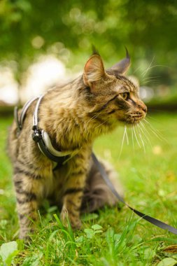 Tasma ve koşum yeşil çim üzerinde şehir parkında yürüyüş güzel gri maine rakon kedi