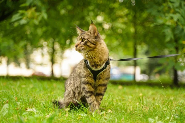 Magnifique chat gris maine coon en laisse et harnais marchant dans le parc  de la ville sur l'herbe verte image libre de droit par agnadevi © #308884468