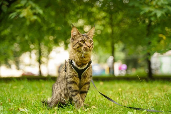 Gato de casulo maine cinza bonito em trela e arnês andando no parque da cidade na grama verde — Fotografia de Stock