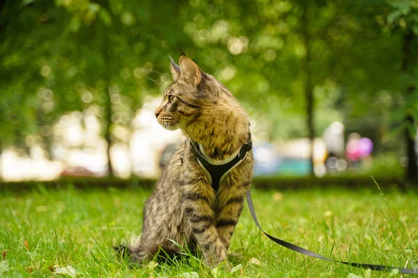 Gato de casulo maine cinza bonito em trela e arnês andando no parque da cidade na grama verde — Fotografia de Stock