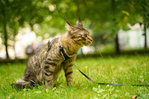 Gato de casulo maine cinza bonito em trela e arnês andando no parque da cidade na grama verde — Fotografia de Stock