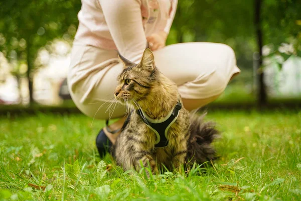 Красива сіра котяча кішка на повідку і в'язці, що йде в міському парку на зеленій траві — стокове фото