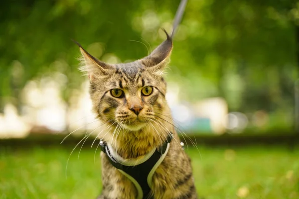 Gato de casulo maine cinza bonito em trela e arnês andando no parque da cidade na grama verde — Fotografia de Stock