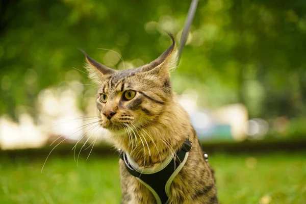 Gato de casulo maine cinza bonito em trela e arnês andando no parque da cidade na grama verde — Fotografia de Stock