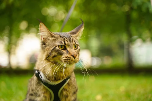 Hermosa gris maine coon gato en correa y arnés caminando en el parque de la ciudad en la hierba verde —  Fotos de Stock