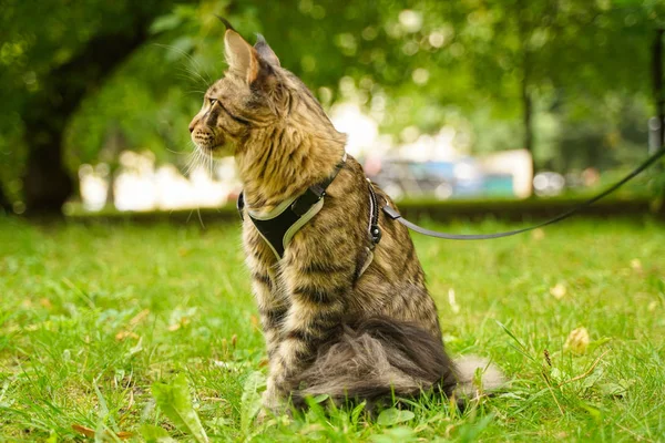 Tasma ve koşum yeşil çim üzerinde şehir parkında yürüyüş güzel gri maine rakon kedi