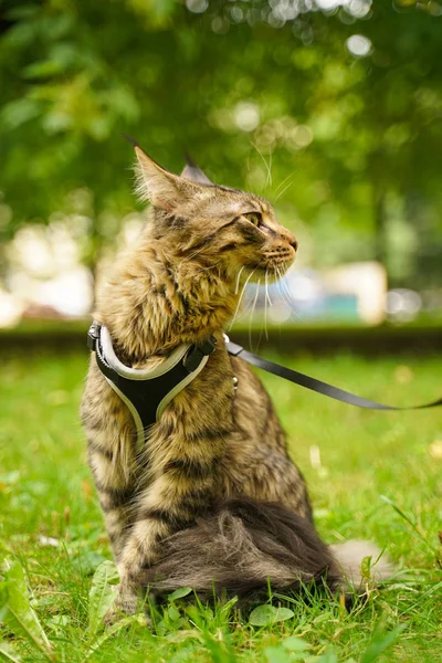 Gato de casulo maine cinza bonito em trela e arnês andando no parque da cidade na grama verde — Fotografia de Stock