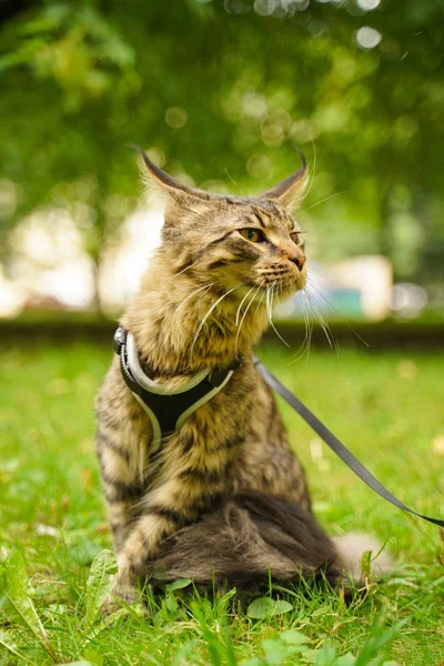 Gato de casulo maine cinza bonito em trela e arnês andando no parque da cidade na grama verde — Fotografia de Stock