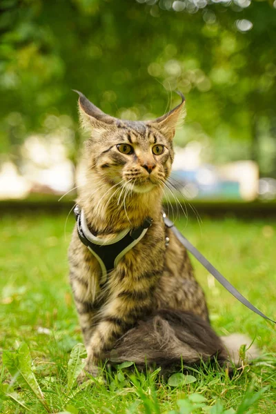 Magnifique chat gris maine coon en laisse et harnais marchant dans le parc de la ville sur l'herbe verte — Photo