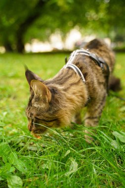 Tasma ve koşum yeşil çim üzerinde şehir parkında yürüyüş güzel gri maine rakon kedi