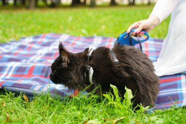 maine coon siyah kedi tasma koşum giyerek yürüyüş