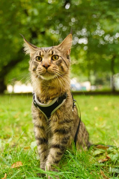 Gato de casulo maine cinza bonito em trela e arnês andando no parque da cidade na grama verde — Fotografia de Stock