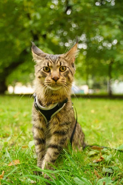 Gato de casulo maine cinza bonito em trela e arnês andando no parque da cidade na grama verde — Fotografia de Stock