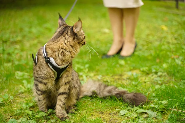 Magnifique chat gris maine coon en laisse et harnais marchant dans le parc de la ville sur l'herbe verte — Photo