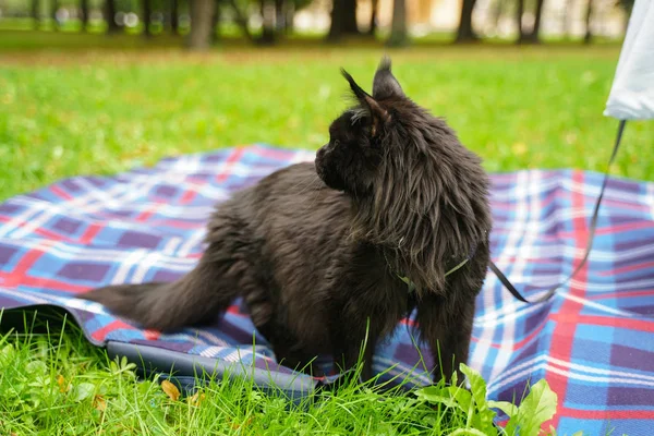 Maine Coon schwarze Katze läuft an der Leine — Stockfoto