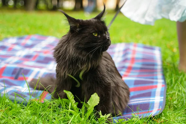 Maine coon black cat walking wearing leash harness — Stock Photo, Image