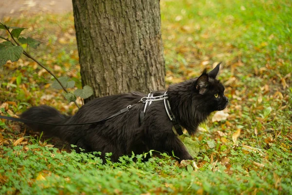Maine casulo preto gato andando usando arnês de trela — Fotografia de Stock