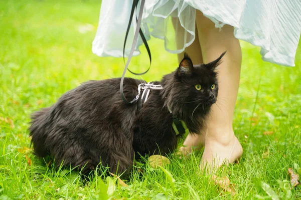 Maine coon chat noir marchant en laisse harnais — Photo