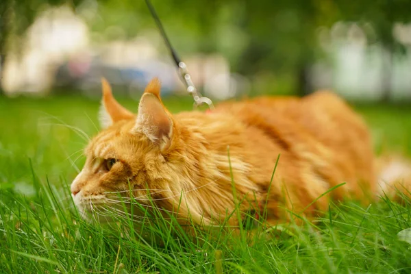 Bonito grande vermelho maine casulo gato com arnês e trela deitado na grama de verão verde — Fotografia de Stock