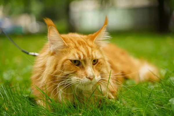 Bonito grande vermelho maine casulo gato com arnês e trela deitado na grama de verão verde — Fotografia de Stock